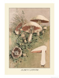Agaricus Campestris Poster by William Hamilton Gibson