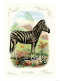 The Zebra Photo