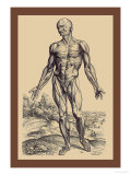 The First Plate of the Muscles Photographie par Andreas Vesalius