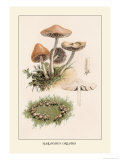 Marasmius Oreades Prints by William Hamilton Gibson