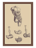 L'estomac Posters par Andreas Vesalius