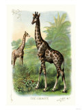 The Giraffe Posters