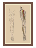 Lumbar Plexus Posters