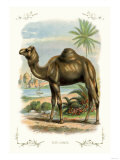 The Camel Posters