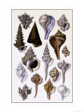 Shells: Trachelipoda Posters by G.b. Sowerby