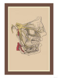 Cranial Nerves Prints
