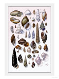Shells: Trachelipoda Poster by G.b. Sowerby