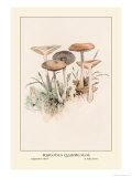 Poisonous Champignous Posters by William Hamilton Gibson