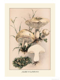 Agaricus Gambosus Posters by William Hamilton Gibson