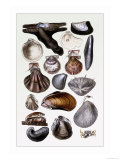 Shells: Monomyaria Print by G.b. Sowerby