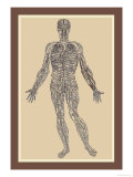 Nervensystem Poster von Andreas Vesalius