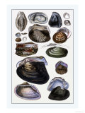 Shells: Dimyaria Prints by G.b. Sowerby