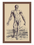 The Second Plate of the Muscles Kunstdrucke von Andreas Vesalius