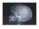 Skull Posters