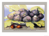 Dish with Figs, Fig Leaves and Small Pomegranates Posters par Giovanna Garzoni