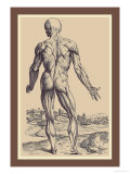 The Ninth Plate of the Muscles Prints by Andreas Vesalius