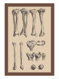 Leg Bones Pôsteres por Andreas Vesalius Leg Bones Pôsteres por Andreas Vesalius