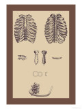Ribcages Posters por Andreas Vesalius Ribcages Posters por Andreas Vesalius