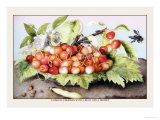 Dish of Cherries with a Bean and a Hornet Posters par Giovanna Garzoni