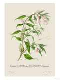 Skeleton Mantis and Oil Plant of Guzerat Affiches par J. Forbes