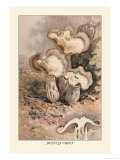 Helvella Crispa Prints by William Hamilton Gibson
