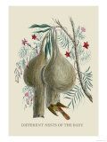 Different Nests of the Bayu Affiche par J. Forbes