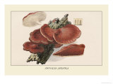Fistulina Hepatica Print by William Hamilton Gibson