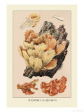Polyporus Sulphureus Posters by William Hamilton Gibson