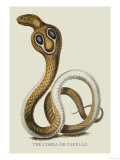The Cobra de Capello Affiches par J. Forbes