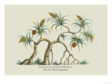 Pandanus Odoratissimus Keura Tree in Guzerat Posters par J. Forbes
