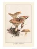 Lactarius Deliciosus Posters by William Hamilton Gibson