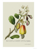 The Cashew Apple of Malabar Affiches par J. Forbes