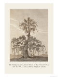 The Banian Tree and Burr Tree, United Prints by Baron De Montalemert