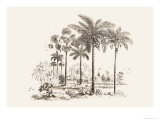 Palm Trees Posters by Baron De Montalemert