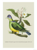 Green Pigeon and Cur Champhah of the Concan Photographie par J. Forbes