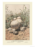 Group of Puff-Balls Posters by William Hamilton Gibson