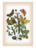 Moths: Eriogaster Rimicola, E. Catax Print by William Forsell Kirby