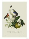 Humming Birds at the Brasils Posters par J. Forbes
