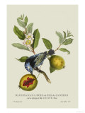 Blue Banana Bird at Rio de Janeiro Posters par J. Forbes