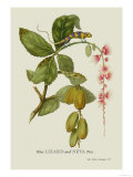 Blue Lizard and Neva Tree Posters par J. Forbes