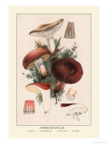 Edible Russucae Print by William Hamilton Gibson