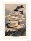 Agaricus Ostreatus Prints by William Hamilton Gibson