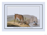 Sailors Shooting Wild Stag Posters