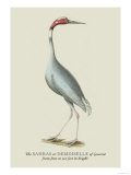 The Sahras or Demoiselle of Guzerat Posters par J. Forbes