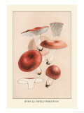 Russula Emetila Posters by William Hamilton Gibson