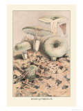 Russula Virescens Photo by William Hamilton Gibson