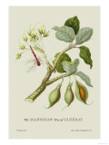 The Mahwhaw Tree of Guzerat Affiche par J. Forbes