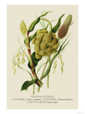 Grains in Guzerat Affiches par J. Forbes