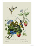 Taylor Birds and Fruit Bearing Convolvuls Affiches par J. Forbes