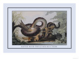 Battle Between the Great Boa and a Tiger Print by J.h. Clark
